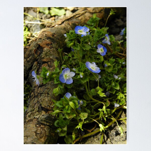 Item preview, Forget-me-nott designed and sold by rhian mountjoy.