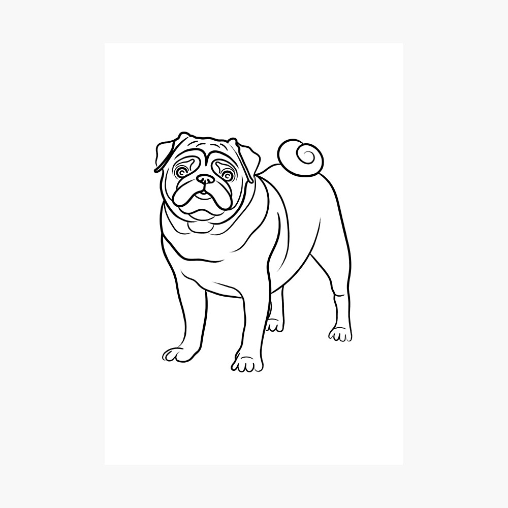 Pug Line Drawing Poster By Adamregester Redbubble