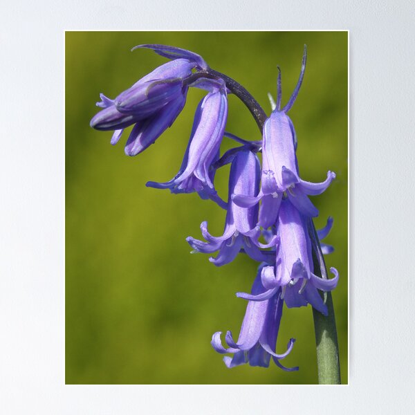 Item preview, Bluebells designed and sold by ChromaticTouch.
