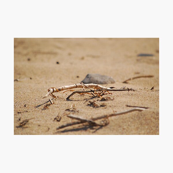 Item preview, Twig in sand  designed and sold by whitefox.