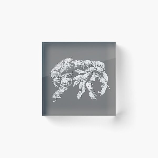Item preview, Afrotheria – Evolution designed and sold by EvolutionPoster.