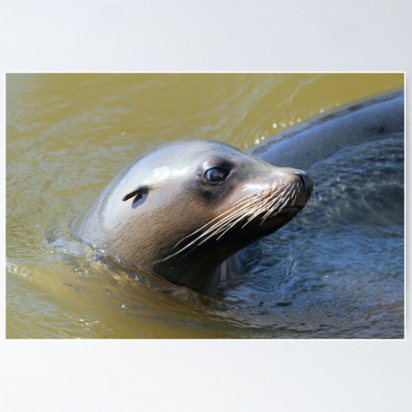 Item preview, Sealion designed and sold by rhallam.