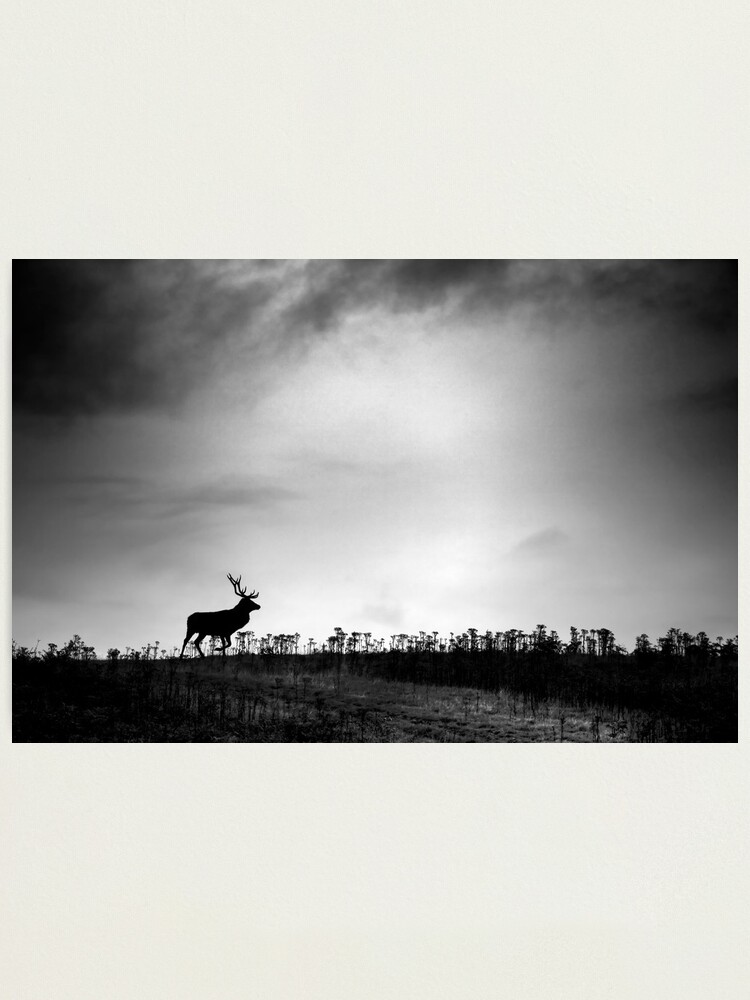 Alternate view of The Stag Photographic Print