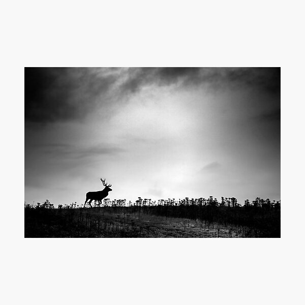 The Stag Photographic Print