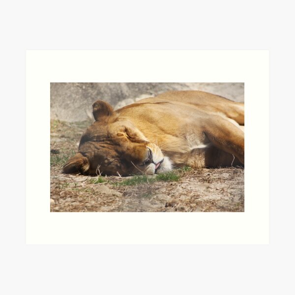 (big) cat nap Art Print