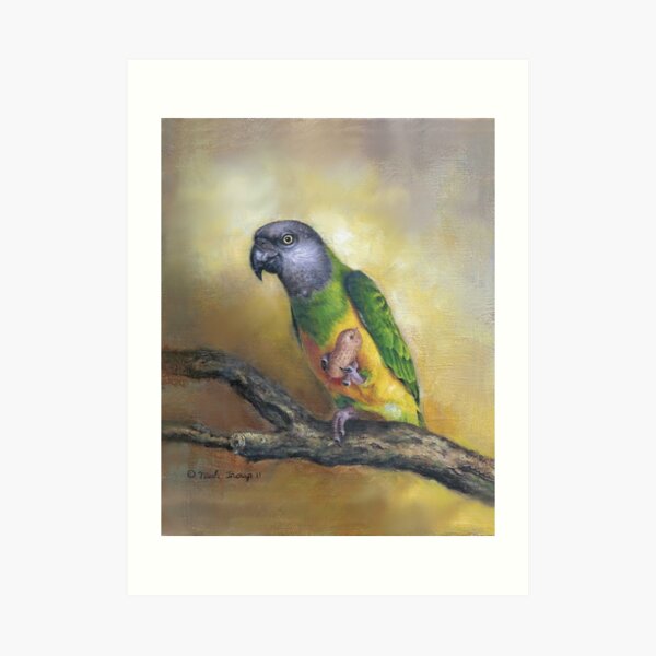 Senegal Parrot Art Print