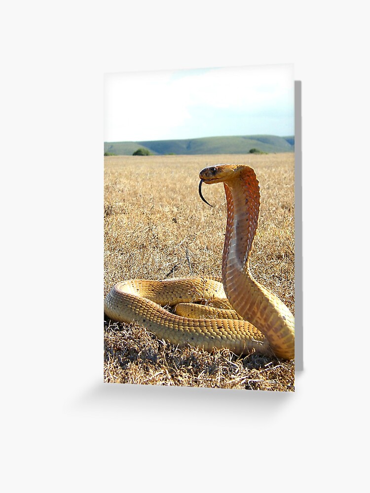 Cape Cobra