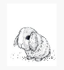 Hase Fotodruck