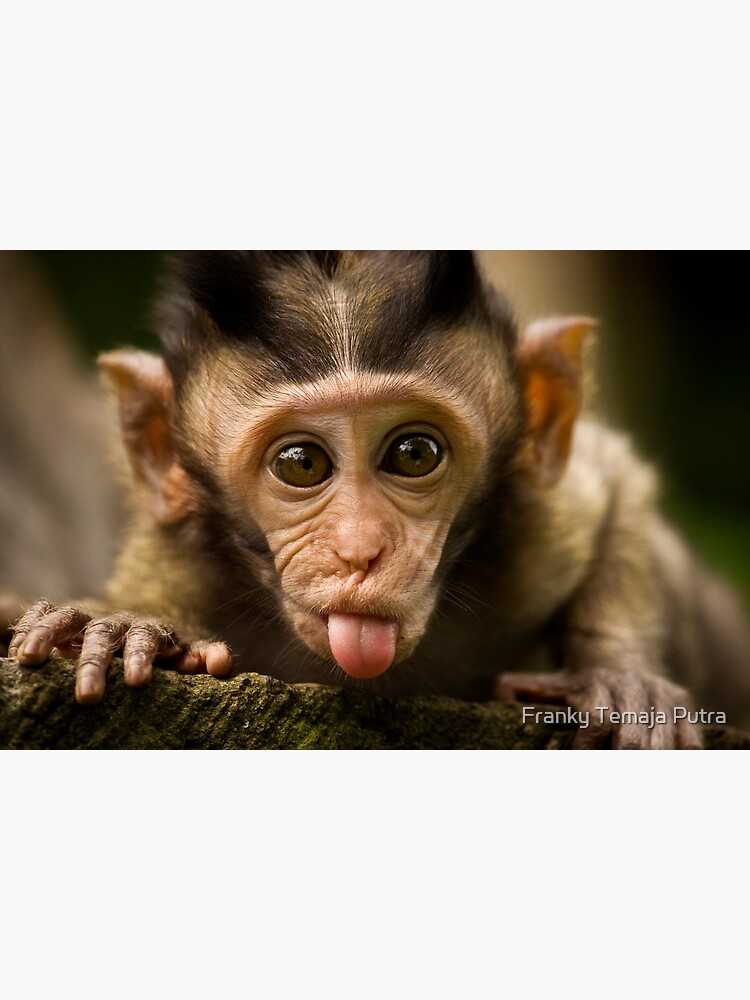 Monkey sipping caprisun meme Photographic Print for Sale by janenovacane