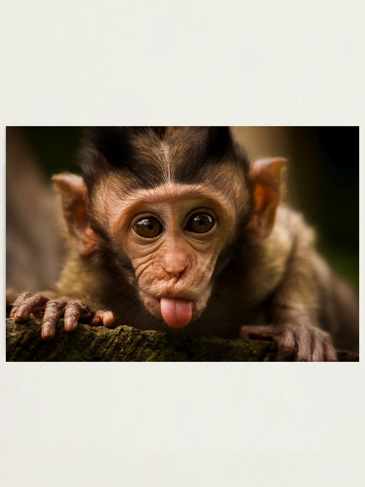 Monkey sipping caprisun meme | Photographic Print