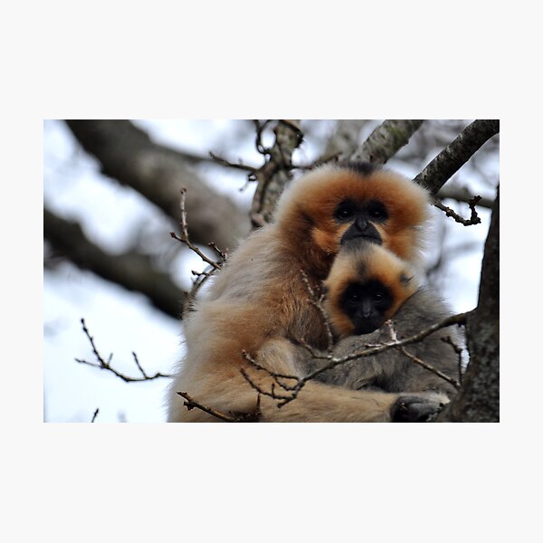 Gibbon Mummy Love Photographic Print