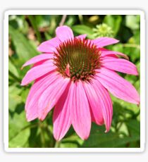 Echinacea Sticker