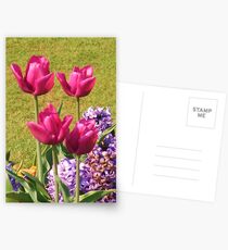 Pink Tulip Quartet - Hylands Park Postcards