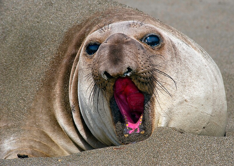 Northern Elephant Seal Mirounga Angustirostris By Eyal Nahmias