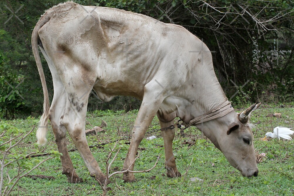 "MAD COW DISEASE" by ZeeZeeshots Redbubble