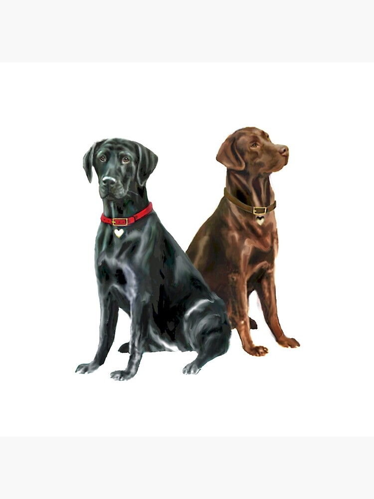 Chocolate and best sale tan labrador