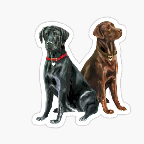 Labrador Retrievers (two) - Black and Chocolate Sticker