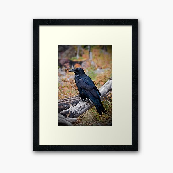 Corvus corax - Yellowstone Framed Art Print