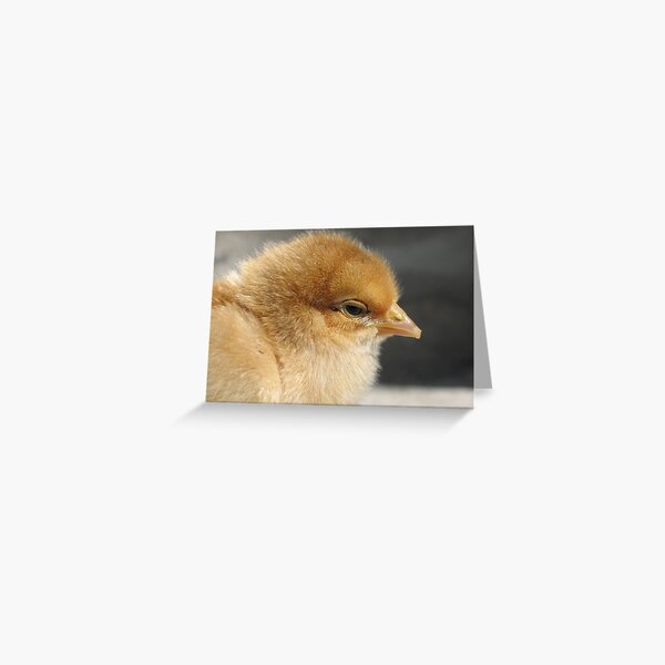 Sleepily chick Greeting Card