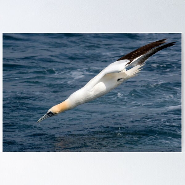 Item preview, gannet (Morus bassannus) designed and sold by Grandalf.