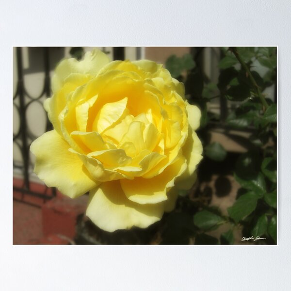 Artikelvorschau, Open Yellow Rose 1 entworfen und verkauft von TravelPhotoArt.