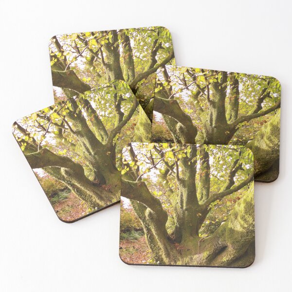 Item preview, ANCIENT BEECH TREE designed and sold by Richard Brookes Photography.