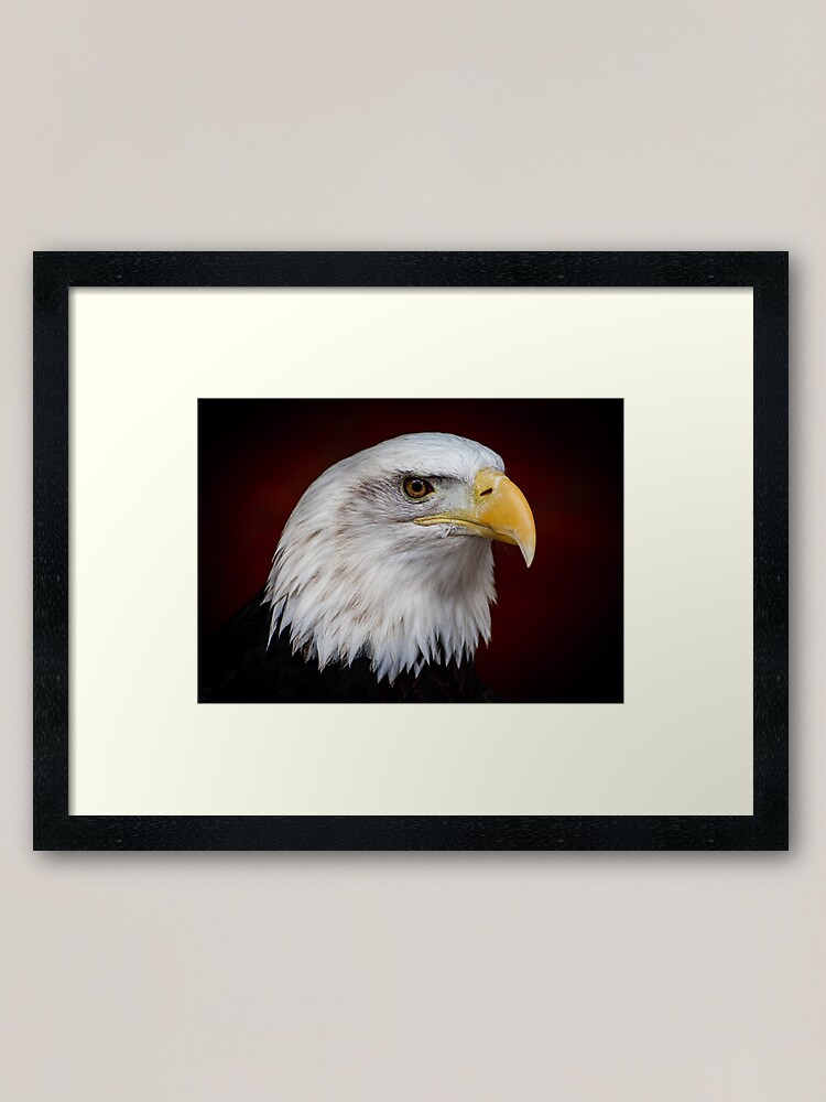 "Portrait Of The American Bald Eagle" Framed Art Print by lenslens