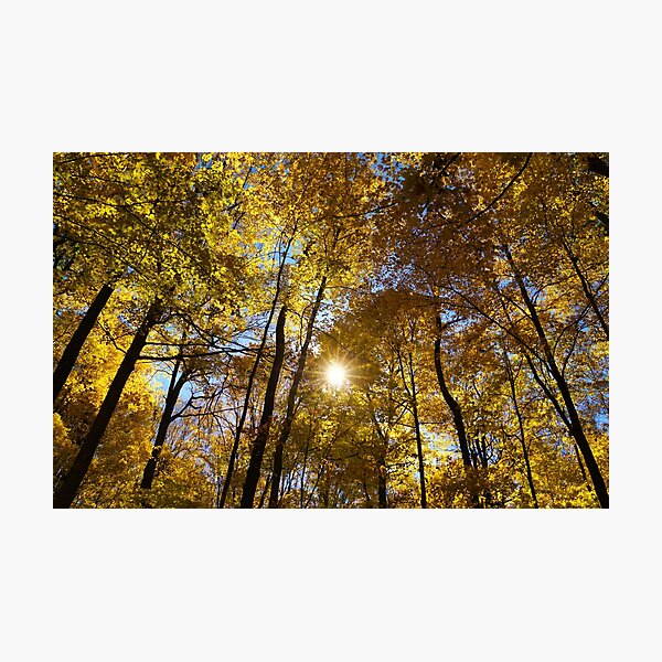 Item preview, "Autumn is Golden" designed and sold by RCNaturephotos.