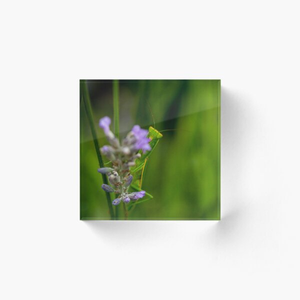 Praying mantis behind lavender Acrylic Block