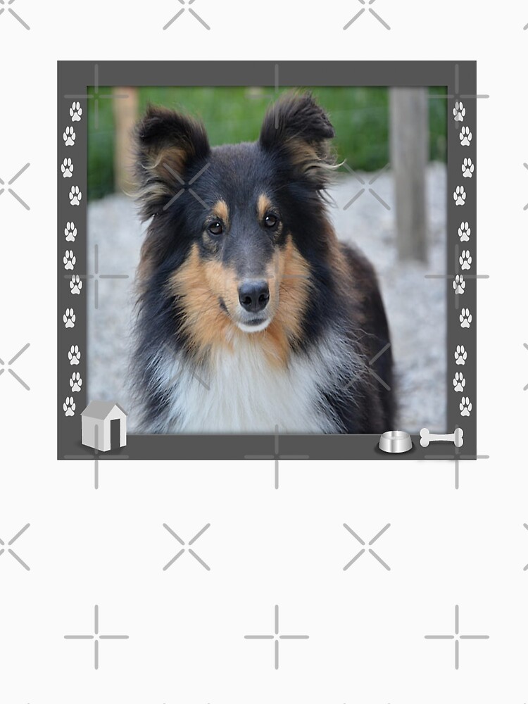 black sheltie dog