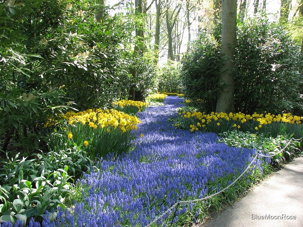 "River of Blue Flower Lane in the Keukenhof Gardens" by BlueMoonRose