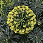 «Euforbio» de Barbara Wyeth