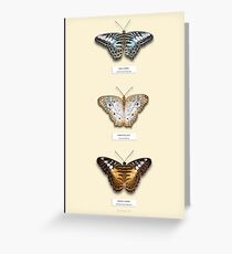 Butterfly Vertical Collection 5 Specimen style print Greeting Card