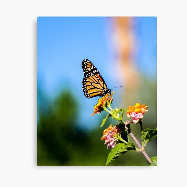 Monarch Visitor Canvas Print