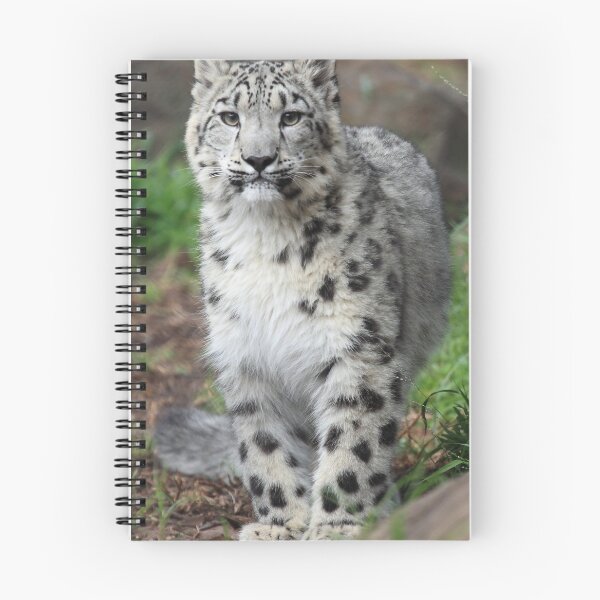 Item preview, Baby Snow Leopard: Stare designed and sold by TVD-Photography.