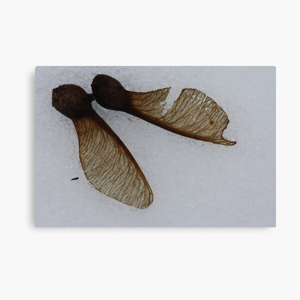 fallen pair Canvas Print