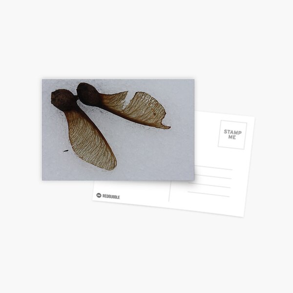 fallen pair Postcard