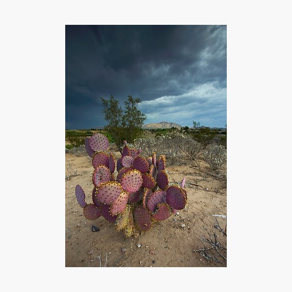 Season of the Storm Photographic Print