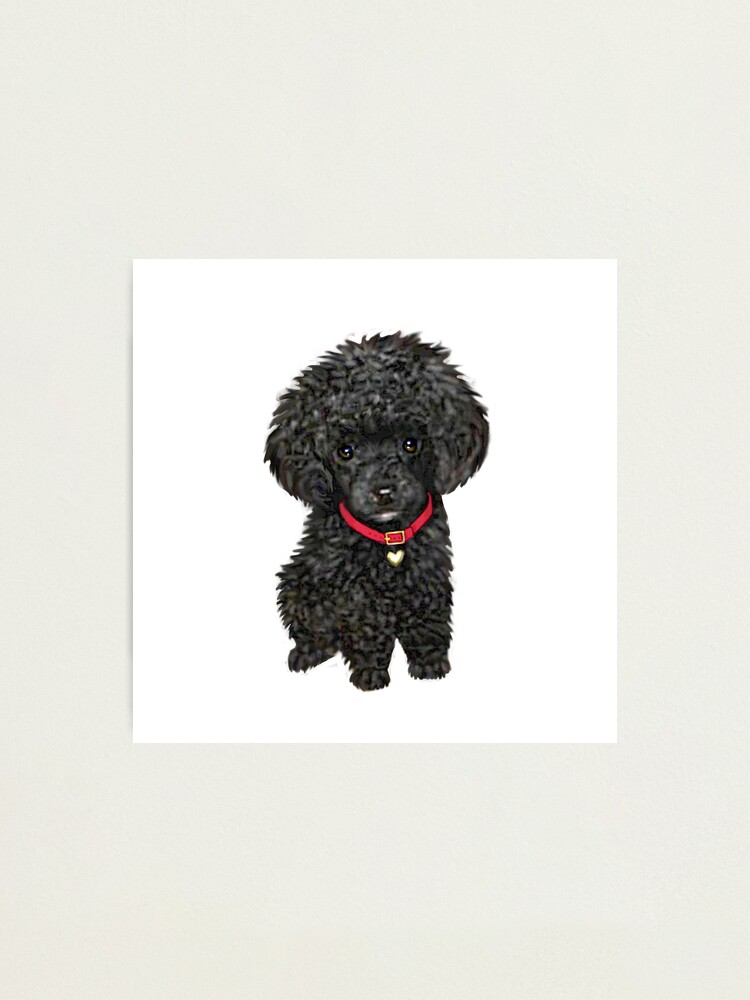 Your Guide to the 3 Types of Poodles: Toy, Miniature, & Standard
