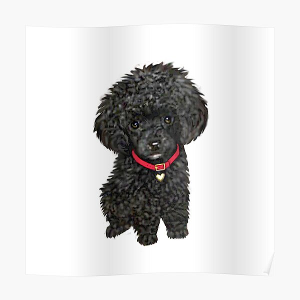 Poodle - Miniature Black Pup Poster