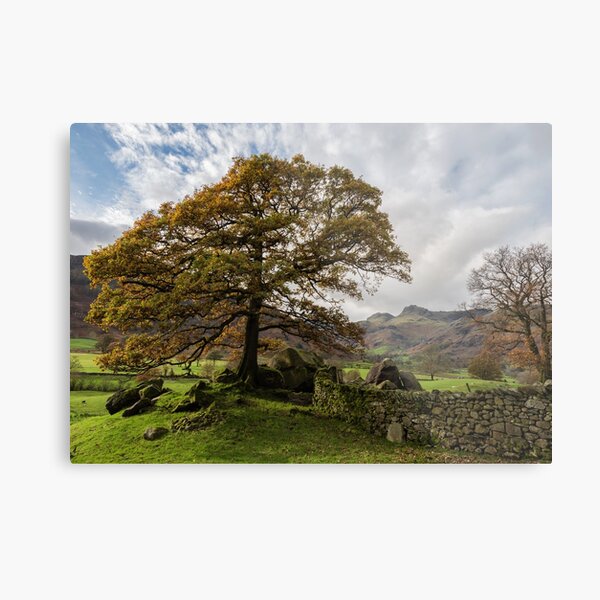 Langdale view Autumn tree Metal Print