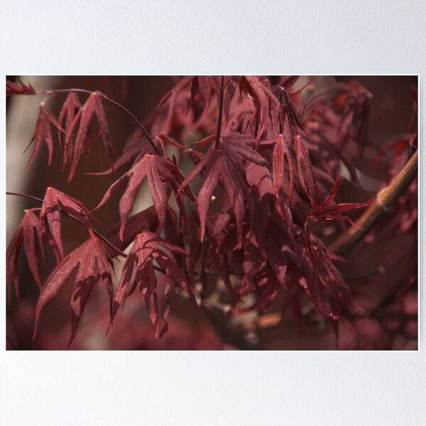 Item preview, Red Leaves designed and sold by elisab.