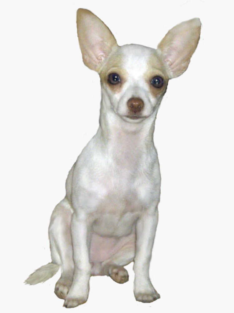 Chihuahua (cream) Sticker for Sale by JeanBFitzgerald Redbubble