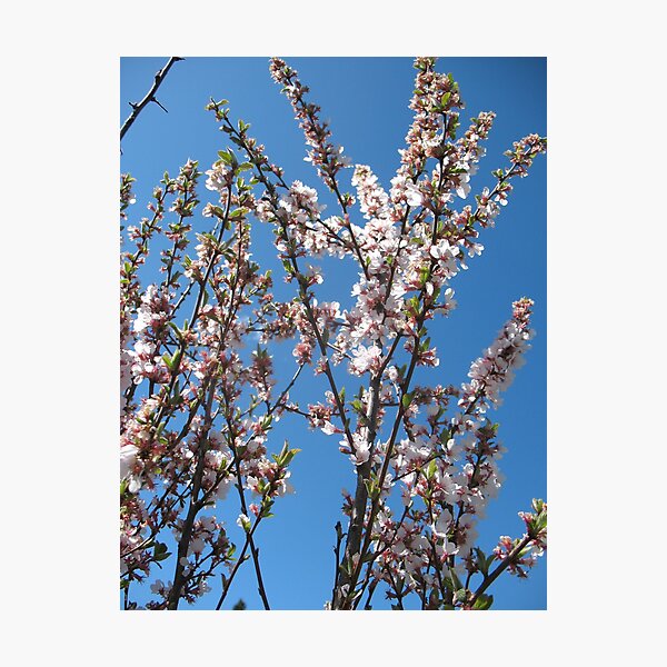 Item preview, Cherry Blossom Love designed and sold by MarianBendeth.