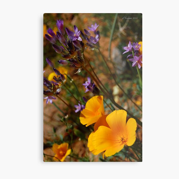 Wildflowers Metal Print