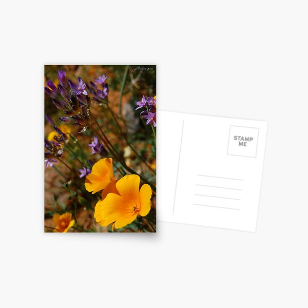 Wildflowers Postcard
