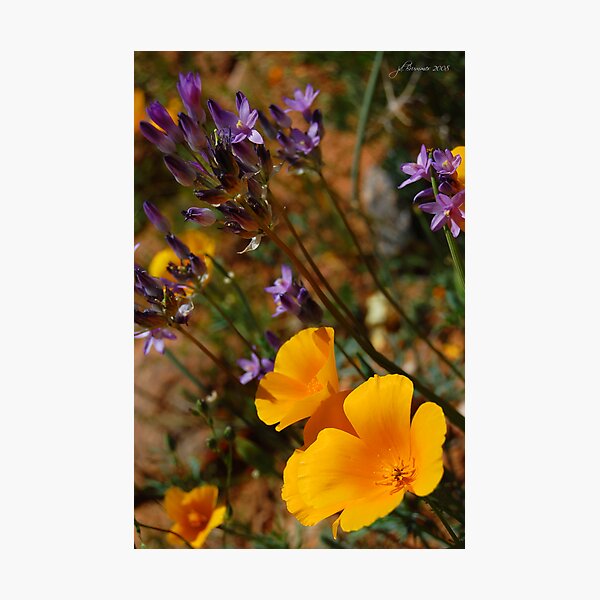 Wildflowers Photographic Print