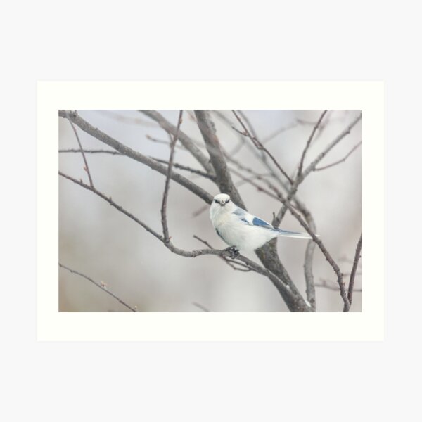 Azure tit, white prince Art Print