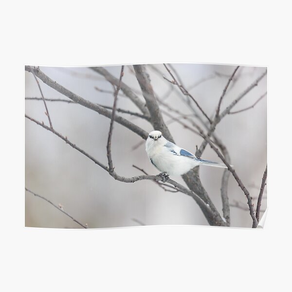 Azure tit, white prince Poster