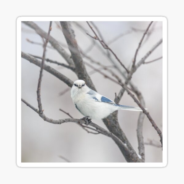 Azure tit, white prince Sticker